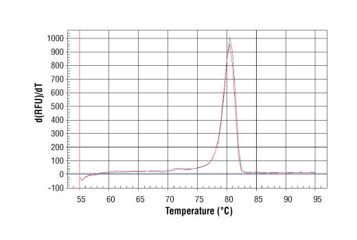 SimpleChIP Human α Satellite Repeat Primers