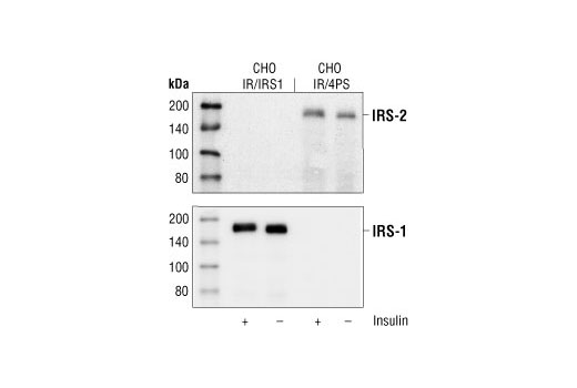IRS-2 Antibody