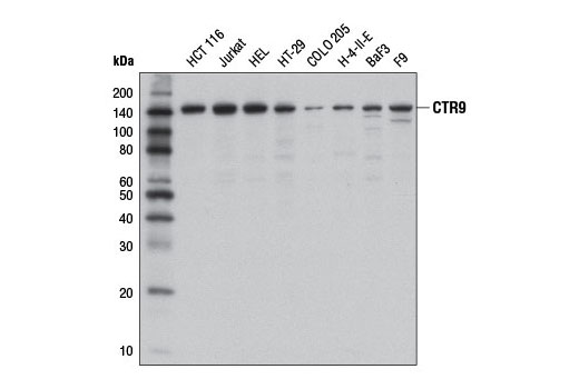 CTR9 (D1Z4F) Rabbit mAb