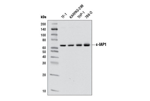 c-IAP1 (D5G9) Rabbit mAb