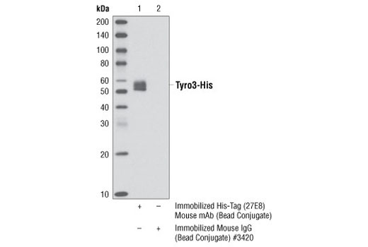 His-Tag (27E8) Mouse mAb (Sepharose Bead Conjugate)