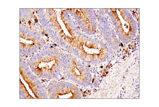 CD63 (D4I1X) Rabbit mAb (IHC Specific)