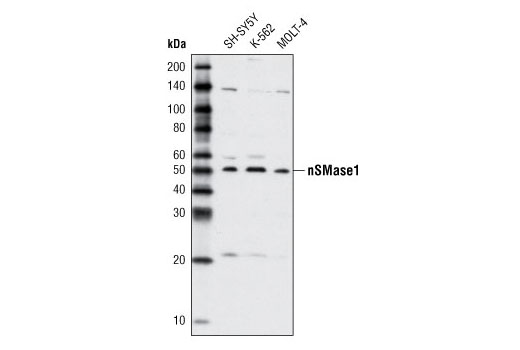 nSMase1 Antibody