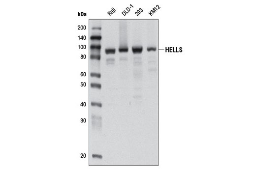 HELLS Antibody