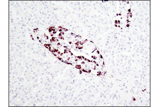 Proglucagon (D16G10) XP Rabbit mAb
