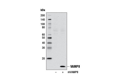 VAMP8 Antibody