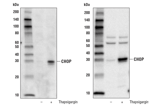 CHOP Control Cell Extracts