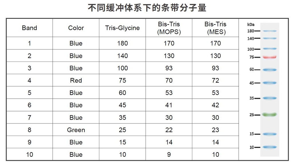 预染蛋白Marker（10~180 kDa）