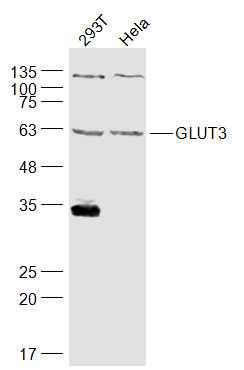 葡萄糖转运蛋白3抗体