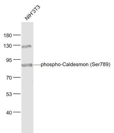 磷酸化钙介质素抗体