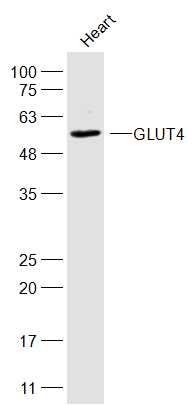 葡萄糖转运蛋白4抗体