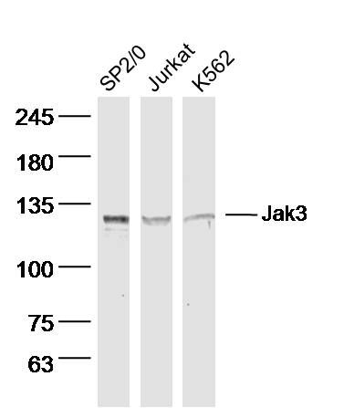 蛋白酪氨酸激酶JAK-3抗体