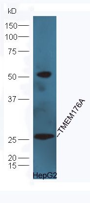 跨膜蛋白176A抗体