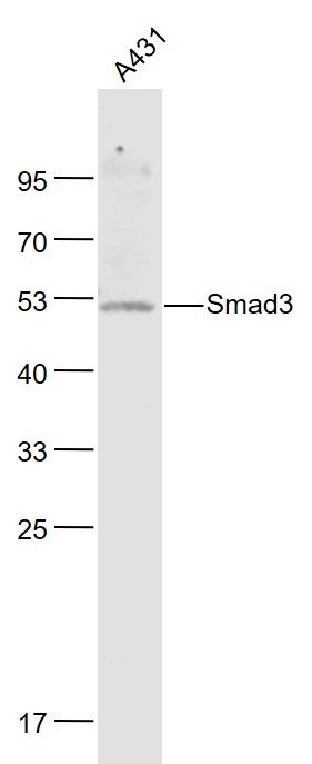 细胞信号转导分子SMAD3抗体