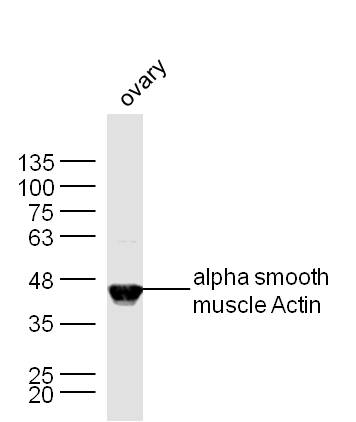肌动蛋白a/a-SMA/a Actin抗体
