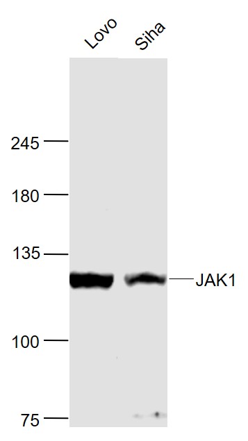 蛋白质酪氨酸激酶JAK-1抗体