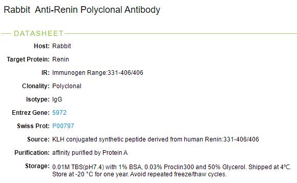 肾素/血管紧张素形成酶Ren1抗体