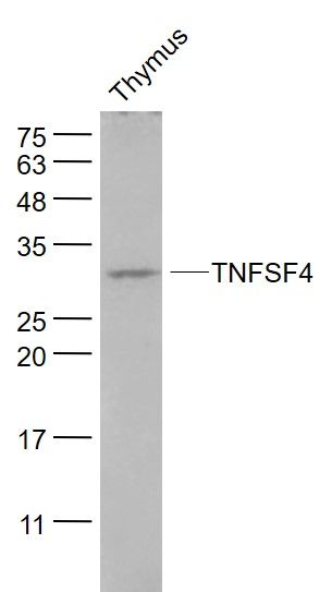 肿瘤坏死因子配体超家族成员4抗体