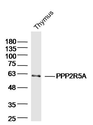 蛋白磷酸酶2调节亚基5A抗体