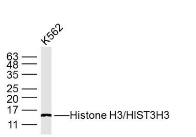 组蛋白H3（核内参）单克隆抗体