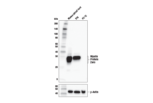 Myelin Protein Zero Antibody