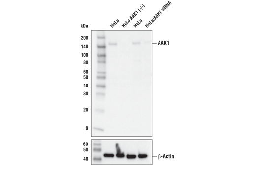 AAK1 Antibody