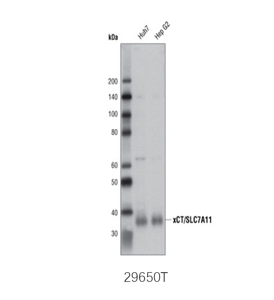 Ferroptosis Antibody Sampler Kit