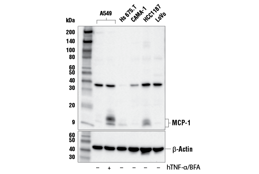 MCP-1 (E8Y7P) Rabbit mAb