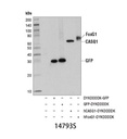 DYKDDDDK Tag (D6W5B) Rabbit mAb (Binds to same epitope as Sigma's Anti-FLAG M2 Antibody)