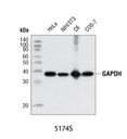 GAPDH (D16H11) XP Rabbit mAb