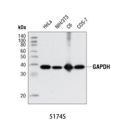 [003.5174S] GAPDH (D16H11) XP Rabbit mAb [100ul]