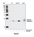 Cleaved Caspase-3 (Asp175) (5A1E) Rabbit mAb
