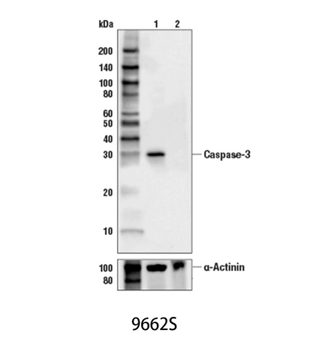 [003.9662S] Caspase-3 Antibody [100ul]