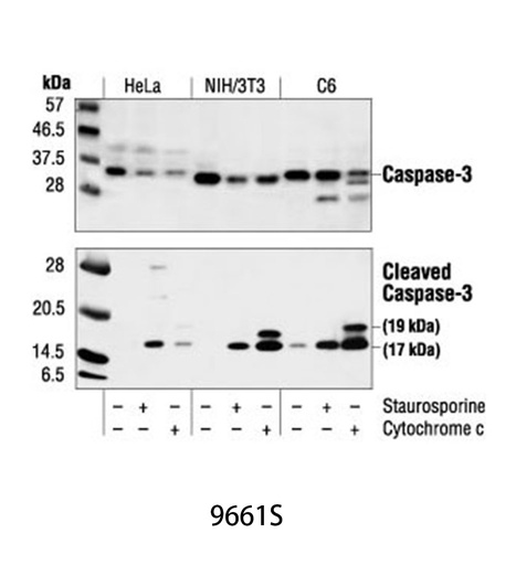 [003.9661S] Cleaved Caspase-3 (Asp175) Antibody [100ul]