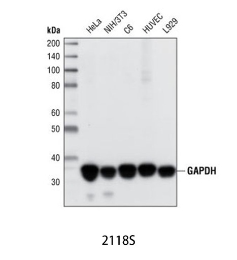 [003.2118S] GAPDH (14C10) Rabbit mAb [100ul]