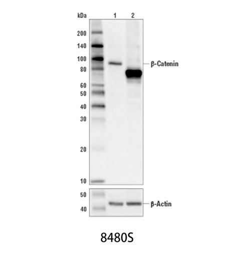 [003.8480S] β-Catenin (D10A8) XP Rabbit mAb [100ul]