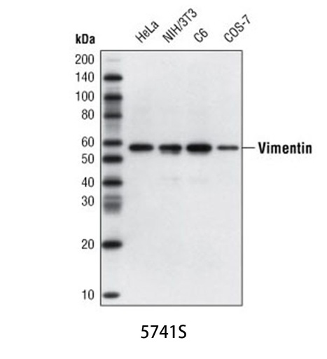 [003.5741S] Vimentin (D21H3) XP Rabbit mAb [100ul]