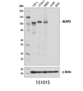 NLRP3 (D4D8T) Rabbit mAb