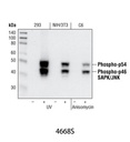 Phospho-SAPK/JNK (Thr183/Tyr185) (81E11) Rabbit mAb