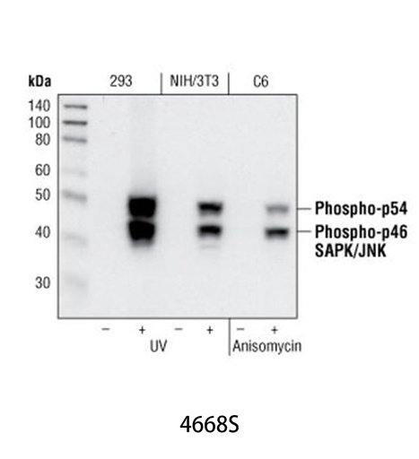 [003.4668S] Phospho-SAPK/JNK (Thr183/Tyr185) (81E11) Rabbit mAb [100ul]