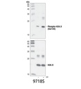 Phospho-Histone H2A.X (Ser139) (20E3) Rabbit mAb