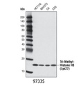 Tri-Methyl-Histone H3 (Lys27) (C36B11) Rabbit mAb