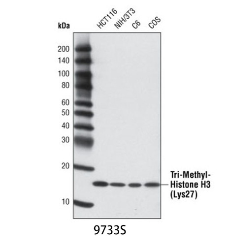 [003.9733S] Tri-Methyl-Histone H3 (Lys27) (C36B11) Rabbit mAb [100ul]