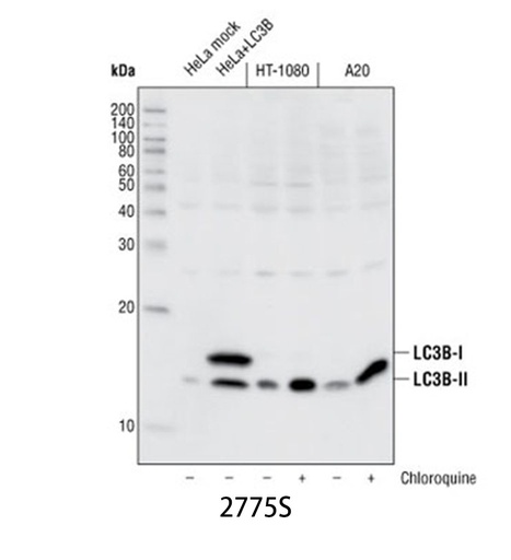 [003.2775S] LC3B Antibody [100ul]