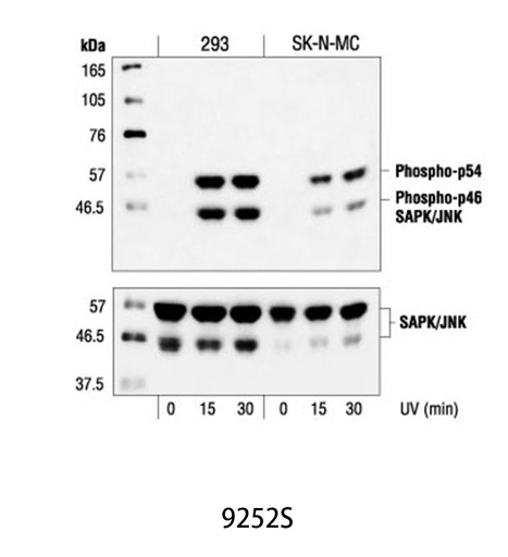 [003.9252S] SAPK/JNK Antibody [200ul]