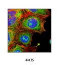 Anti-rabbit IgG (H+L) F(ab')<sub>2</sub> Fragment (Alexa Fluor 488 Conjugate)