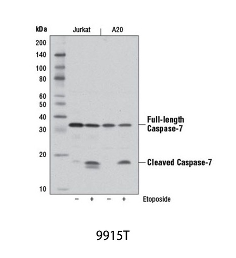 [003.9915T] Apoptosis Antibody Sampler Kit [1Kit]
