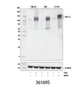 HIF-1α (D1S7W) XP Rabbit mAb