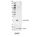 p21 Waf1/Cip1 (12D1) Rabbit mAb