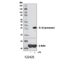 IL-1β (3A6) Mouse mAb